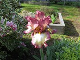 amazing iris